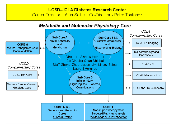 Figure 1. UCSD-UCLA DRC Leadership and MMPC Organizational Structure