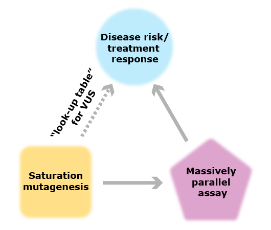 individually tailored therapy diagram